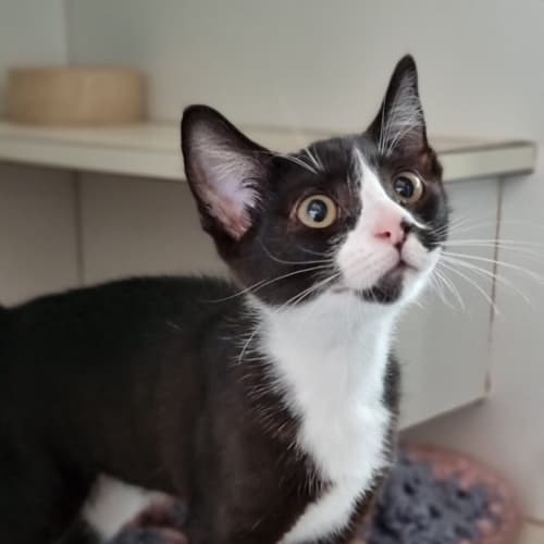 Tux