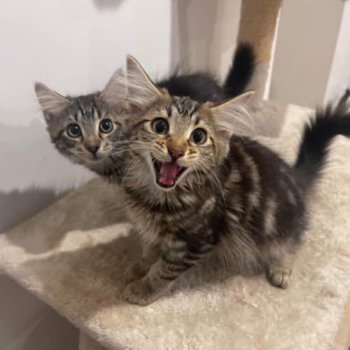 Theodore & Percy