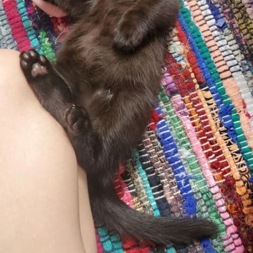 Bean 