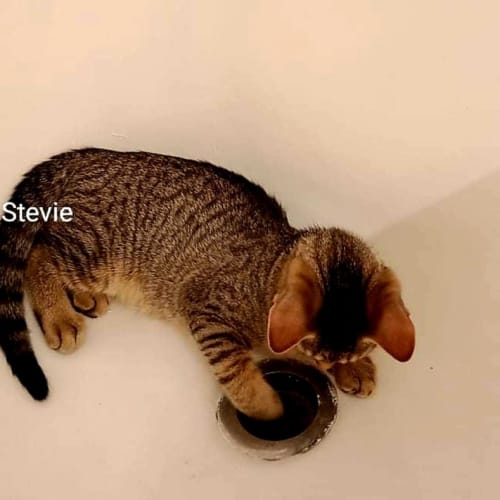 Stevie  & Evie