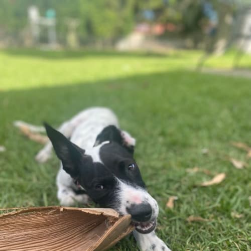 Barbie ~ 4.5mo Cattle Dog X(On Trial 5/2/22)