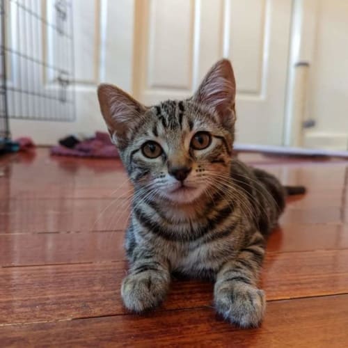 Gigi