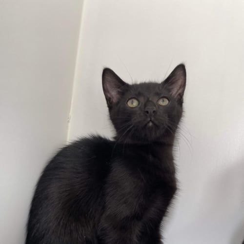 Draco