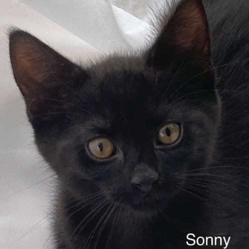 Sonny