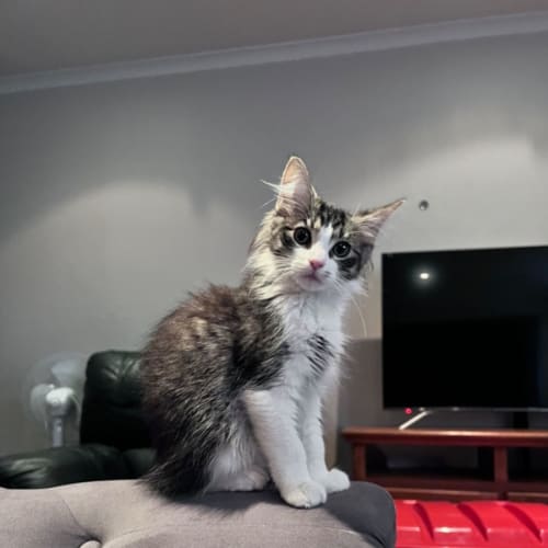 Monty
