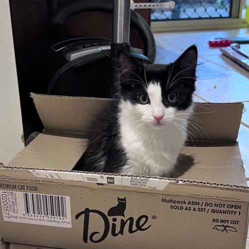 Domino