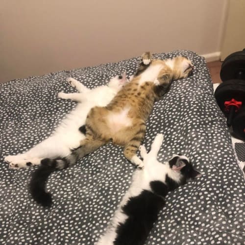 Hemi