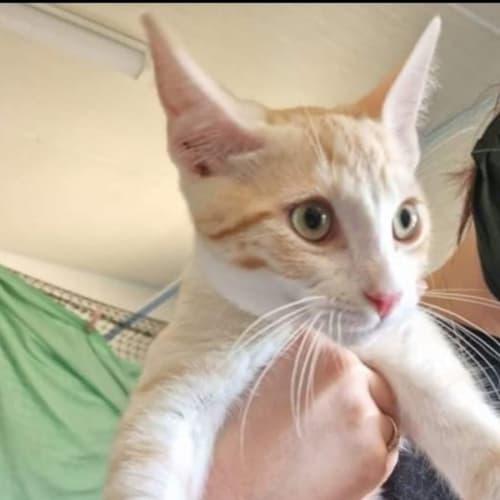 Tigga