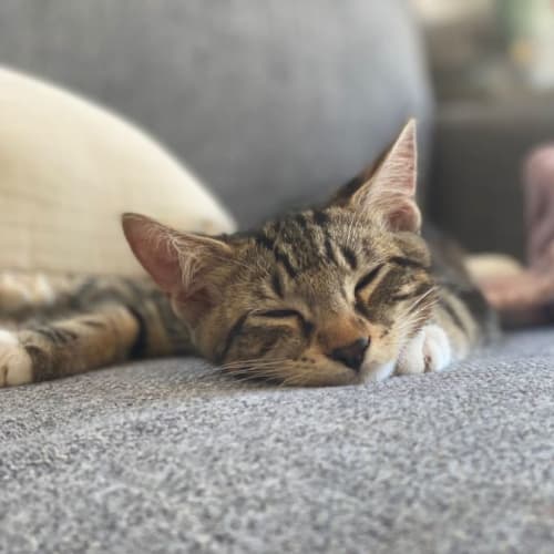 Tyson