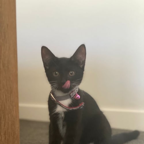 Mittens