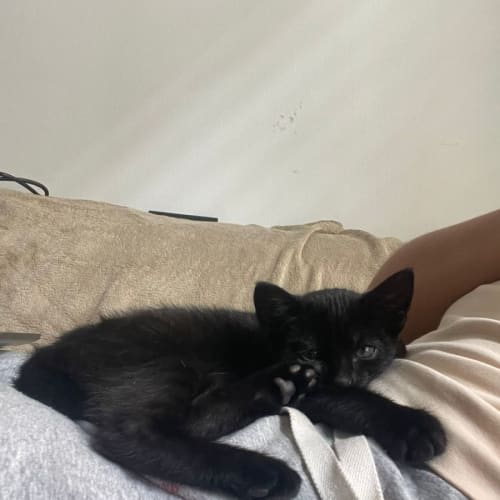 Sabrina