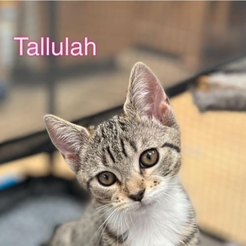 Tallulah