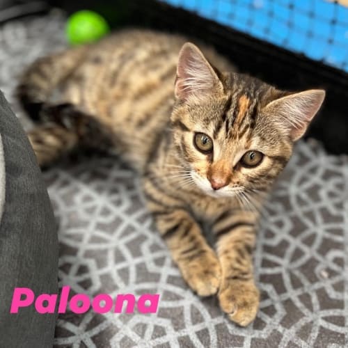 Paloona