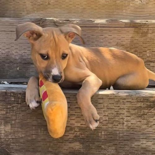 Albury Wodonga Animal Rescue Pty Ltd Petrescue Albury Wodonga Animal Rescue Pty Ltd Petrescue