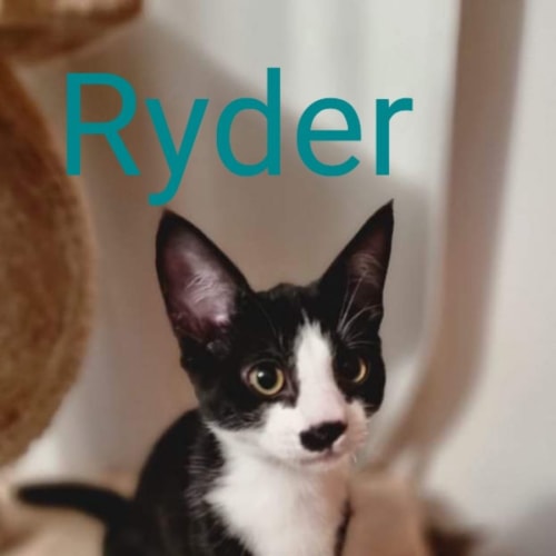 Ryder