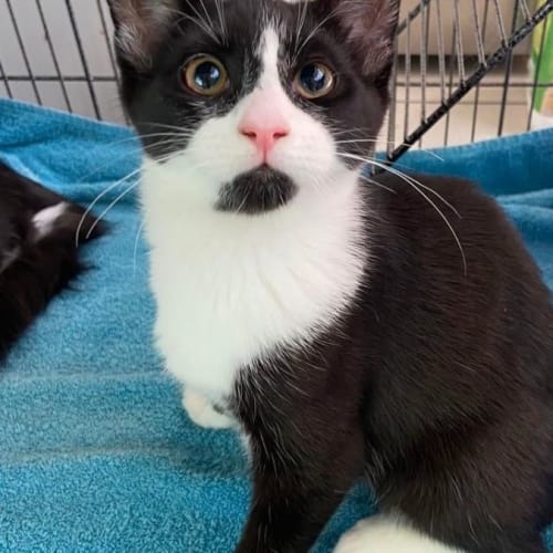 Sylvester and fluffy