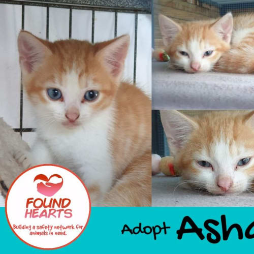 No photo for Asha