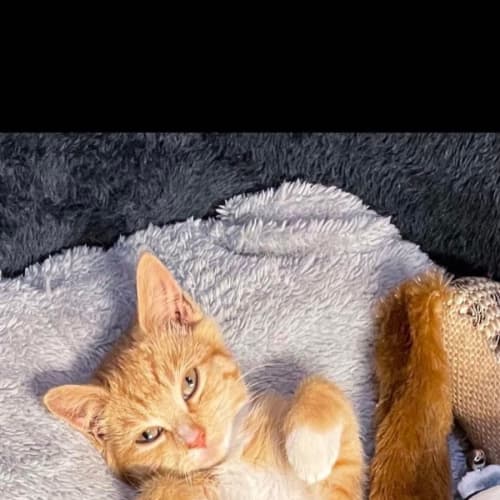 Piper