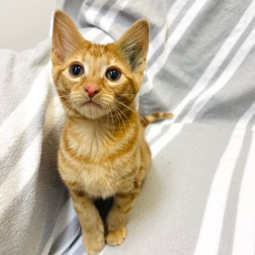 Jaq - Meet me at PetStock Mitcham