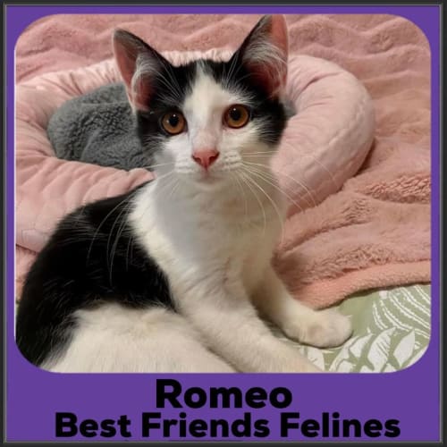 Romeo 