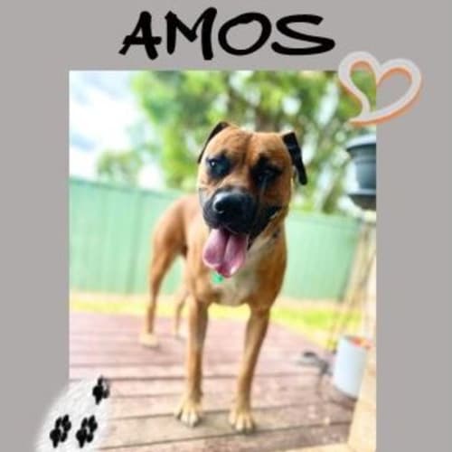 Amos ~ 1yr Old Mixed Breed