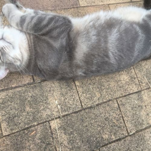 Simba