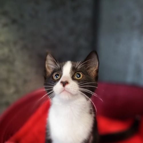 Bindie