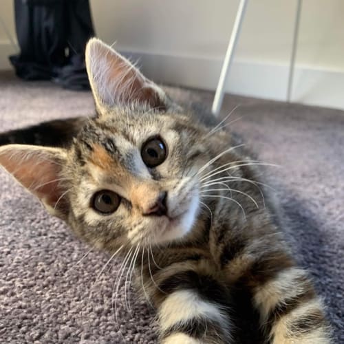Tilly