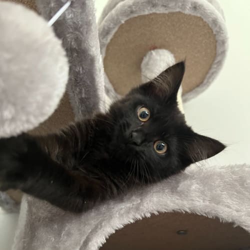 Elsie