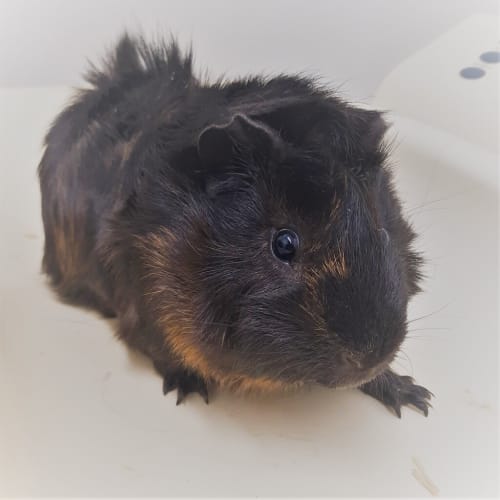 Pom Pom (bonded With Army)