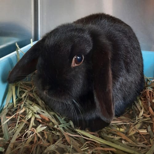 Bonnie (bonded To Smidge)