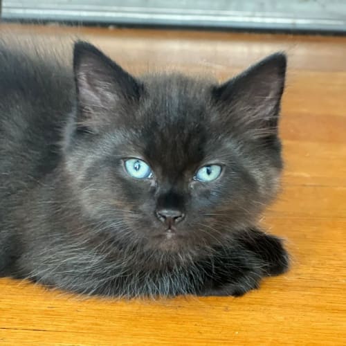 Nora