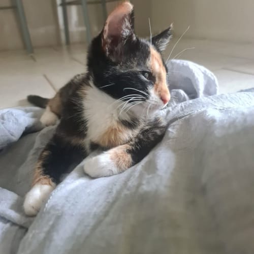 Nutmeg
