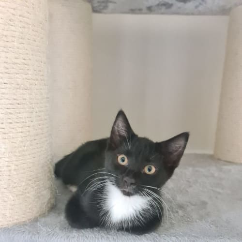 Pepper
