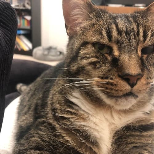 Baz - Located in Northcote