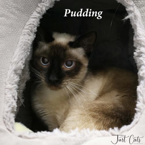 Pudding