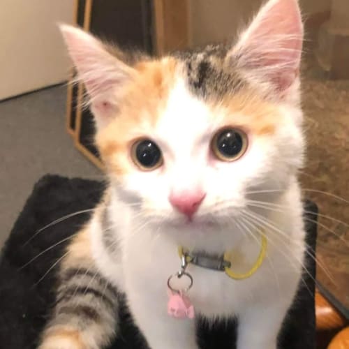 Lulu 