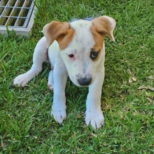 Jack ~ Cattle Dog X Puppy(On Trial 1/3/22)
