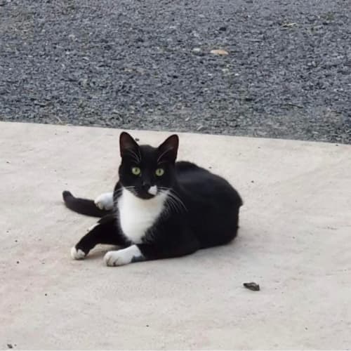 Mittens