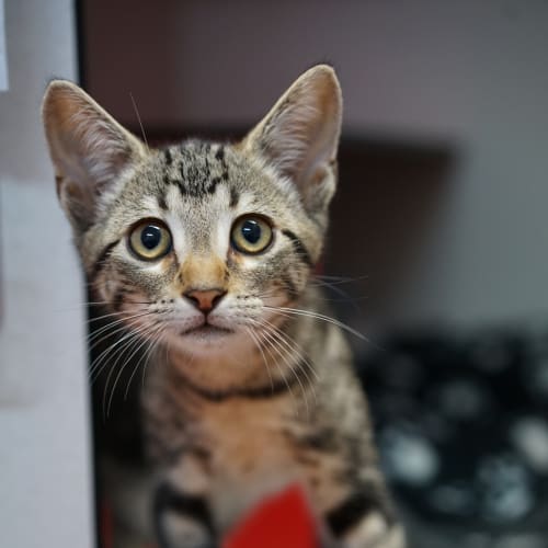 Kit Kat