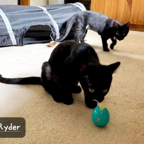 Luna & Ryder