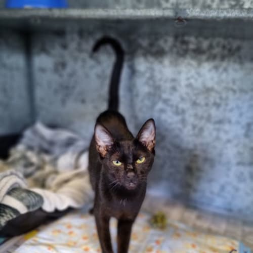 Salem