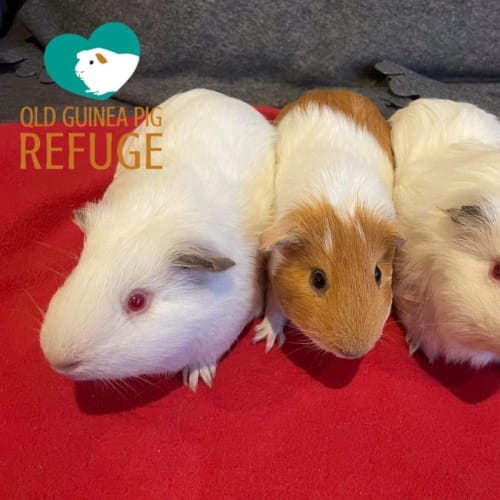 Darcy, Arden and Ghost 