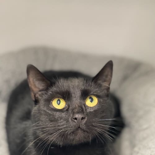 Blackie