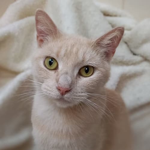 Simone
