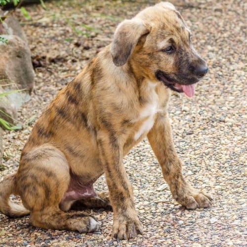 Travis ~ Wolfhound X (On Trial 9/2/22)