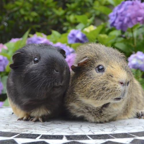 Cucumber and Basil