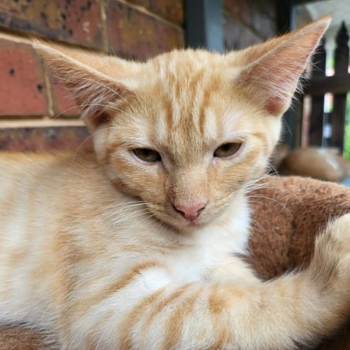 Ginger 🧡