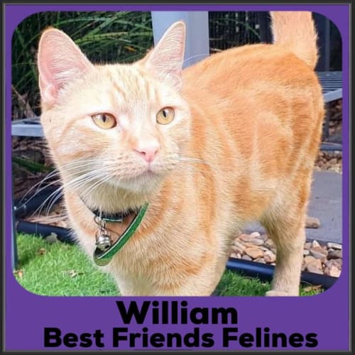 William II