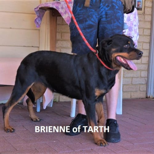Brienne of Tarth